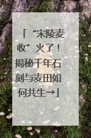 “宋陵麦收”火了！揭秘千年石刻与麦田如何共生→