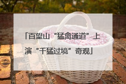 百望山“猛禽通道”上演“千猛过境”奇观