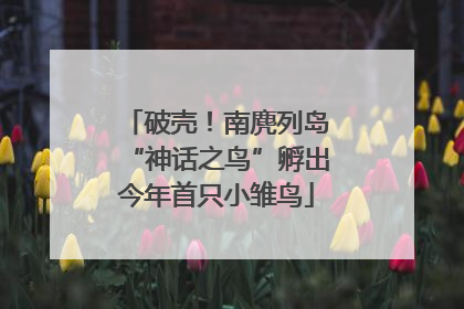 破壳！南麂列岛“神话之鸟”孵出今年首只小雏鸟
