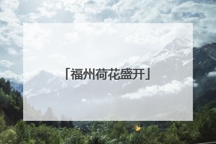 福州荷花盛开