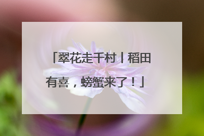 翠花走千村丨稻田有喜，螃蟹来了！