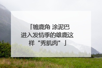缠鹿角 涂泥巴 进入发情季的雄鹿这样“秀肌肉”