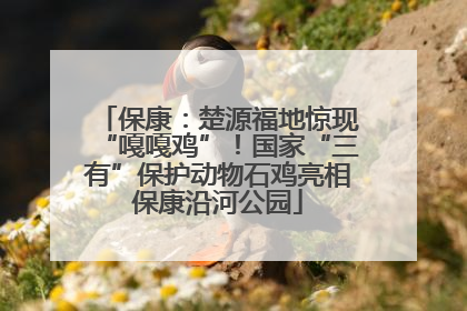 保康：楚源福地惊现“嘎嘎鸡”！国家“三有”保护动物石鸡亮相保康沿河公园