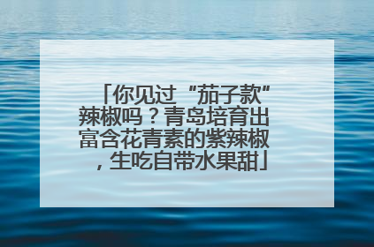你见过“茄子款”辣椒吗？青岛培育出富含花青素的紫辣椒，生吃自带水果甜