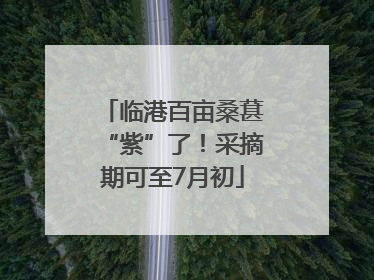 临港百亩桑葚“紫”了！采摘期可至7月初