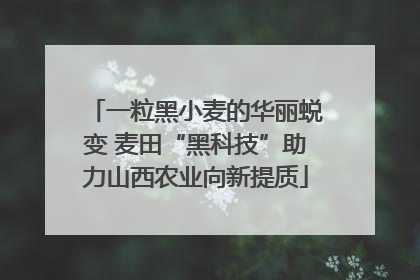 一粒黑小麦的华丽蜕变 麦田“黑科技”助力山西农业向新提质