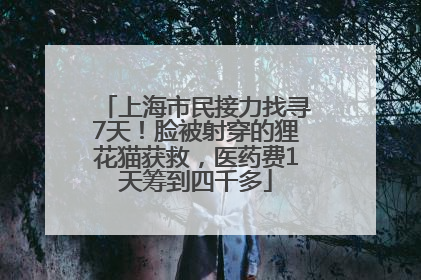 上海市民接力找寻7天！脸被射穿的狸花猫获救，医药费1天筹到四千多