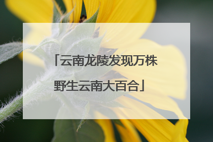云南龙陵发现万株野生云南大百合