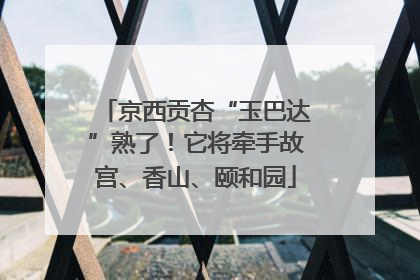 京西贡杏“玉巴达”熟了！它将牵手故宫、香山、颐和园