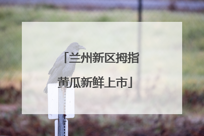 兰州新区拇指黄瓜新鲜上市