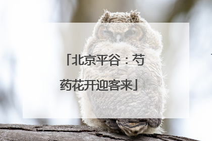 北京平谷：芍药花开迎客来