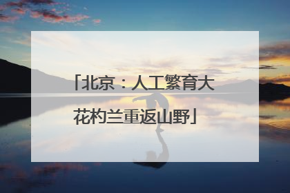北京：人工繁育大花杓兰重返山野