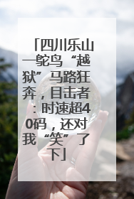 四川乐山一鸵鸟“越狱”马路狂奔，目击者：时速超40码，还对我“笑”了下