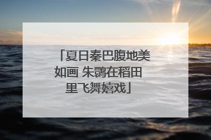 夏日秦巴腹地美如画 朱鹮在稻田里飞舞嬉戏
