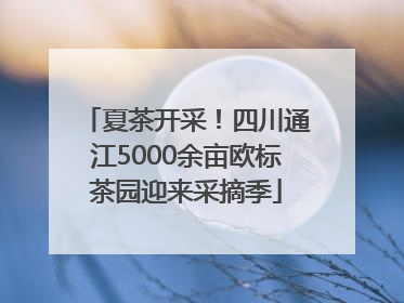 夏茶开采！四川通江5000余亩欧标茶园迎来采摘季