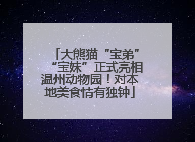 大熊猫“宝弟”“宝妹”正式亮相温州动物园！对本地美食情有独钟