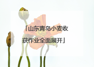 山东青岛小麦收获作业全面展开