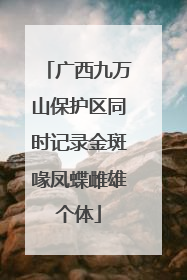 广西九万山保护区同时记录金斑喙凤蝶雌雄个体