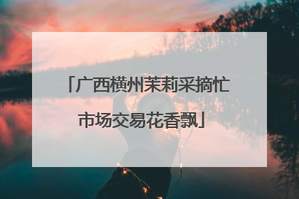 广西横州茉莉采摘忙 市场交易花香飘
