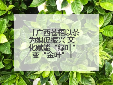 广西苍梧以茶为媒促振兴 文化赋能“绿叶”变“金叶”