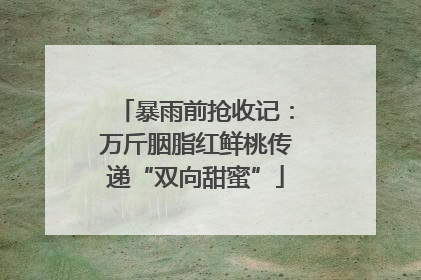 暴雨前抢收记：万斤胭脂红鲜桃传递“双向甜蜜”