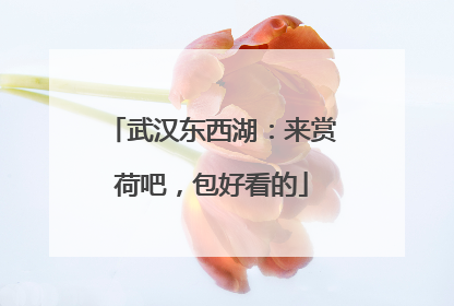 武汉东西湖：来赏荷吧，包好看的