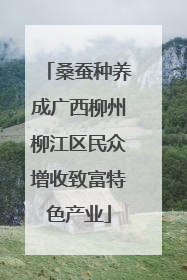 桑蚕种养成广西柳州柳江区民众增收致富特色产业