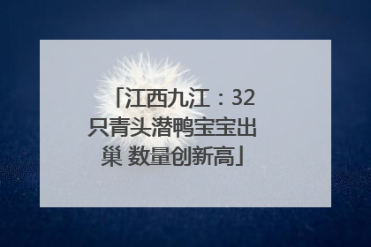 江西九江：32只青头潜鸭宝宝出巢 数量创新高