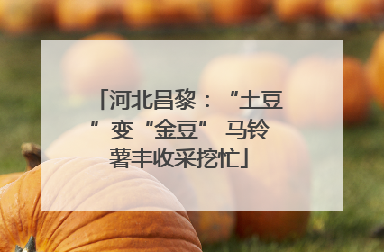 河北昌黎：“土豆”变“金豆” 马铃薯丰收采挖忙