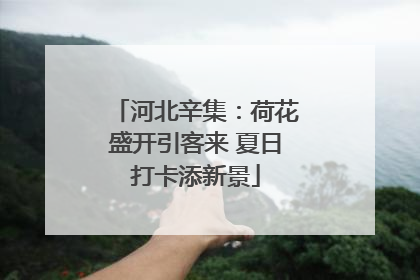 河北辛集：荷花盛开引客来 夏日打卡添新景