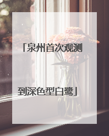 泉州首次观测到深色型白鹭