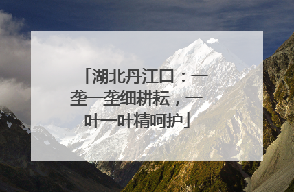 湖北丹江口：一垄一垄细耕耘，一叶一叶精呵护