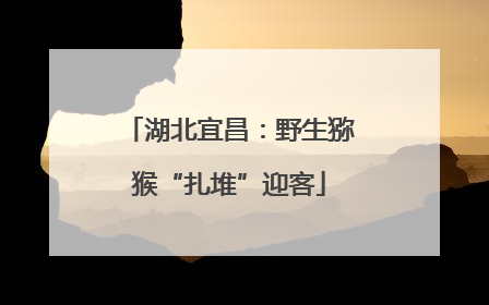 湖北宜昌：野生猕猴“扎堆”迎客