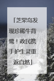 芝罘岛发现珍稀牛背鹭！政民携手护生灵重返自然