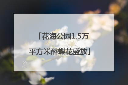 花海公园1.5万平方米醉蝶花盛放
