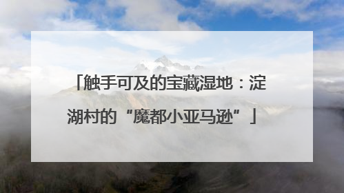 触手可及的宝藏湿地：淀湖村的“魔都小亚马逊”