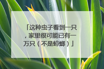 这种虫子看到一只，家里很可能已有一万只（不是蟑螂）