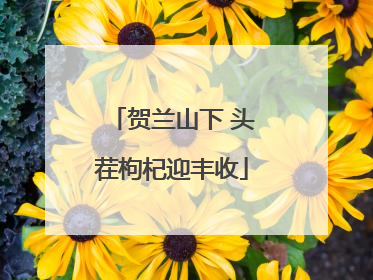 贺兰山下 头茬枸杞迎丰收