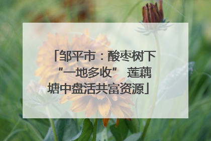 邹平市：酸枣树下“一地多收” 莲藕塘中盘活共富资源
