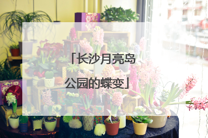 长沙月亮岛公园的蝶变