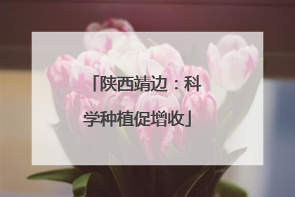 陕西靖边：科学种植促增收
