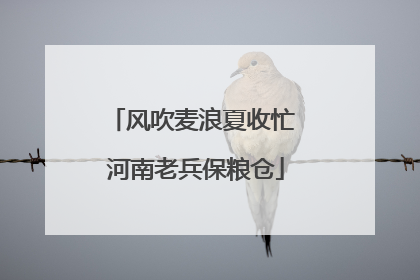风吹麦浪夏收忙 河南老兵保粮仓