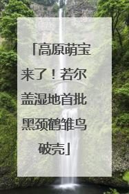 高原萌宝来了！若尔盖湿地首批黑颈鹤雏鸟破壳